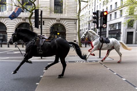 Military horses ran loose through London again : NPR.